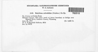 Entyloma calendulae image